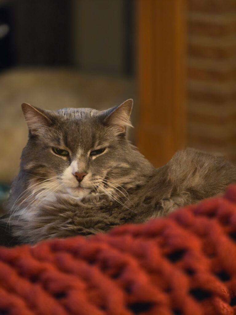 Buddy the Vocal Molly Studio Cat